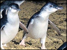 Penguins