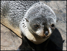 Fur Seals