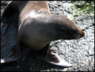 Fur Seals