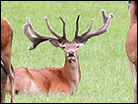 Red Deer