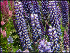 Wild Lupine