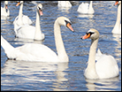 Swans