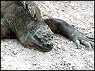 Iguanas