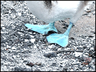 Blue-Footed Boobies