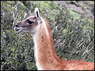 Guanacos