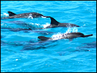 Dolphins