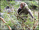 Monkeys