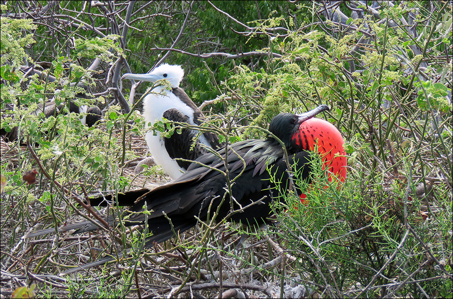 Galapagos Islands