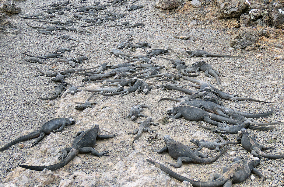 Galapagos Islands