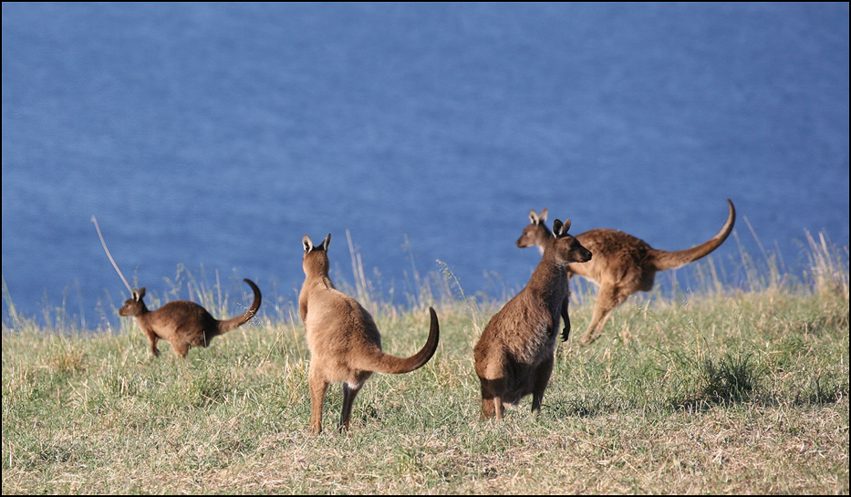 Kangaroo Island, Australia