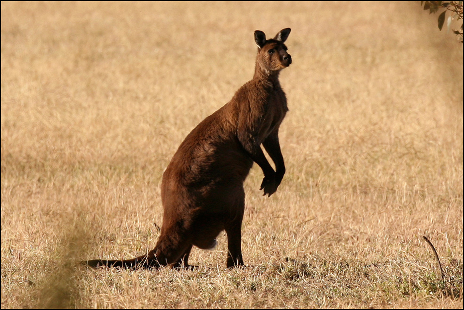 Kangaroo Island, Australia