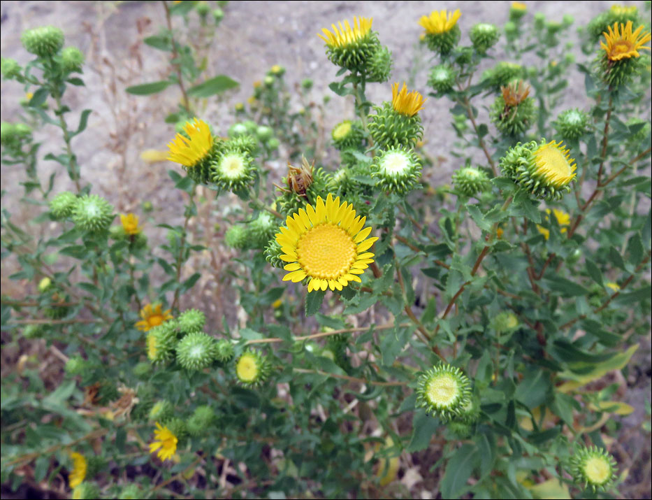 Badlands National Park