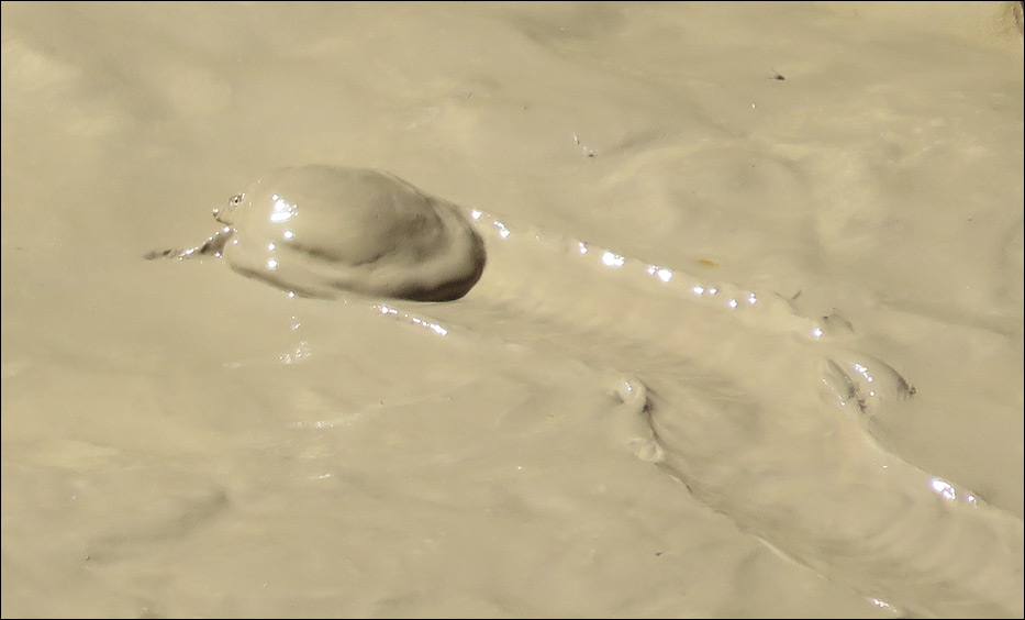 Big Bend National Park