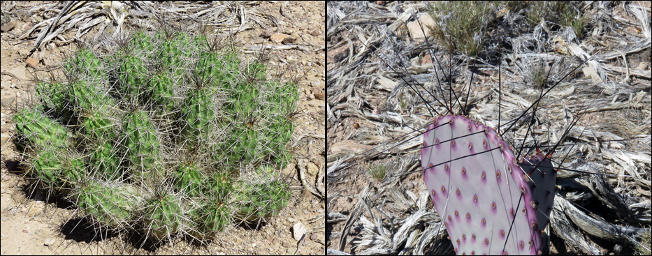 Big Bend National Park