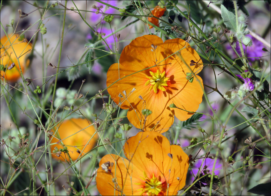 Big Bend National Park