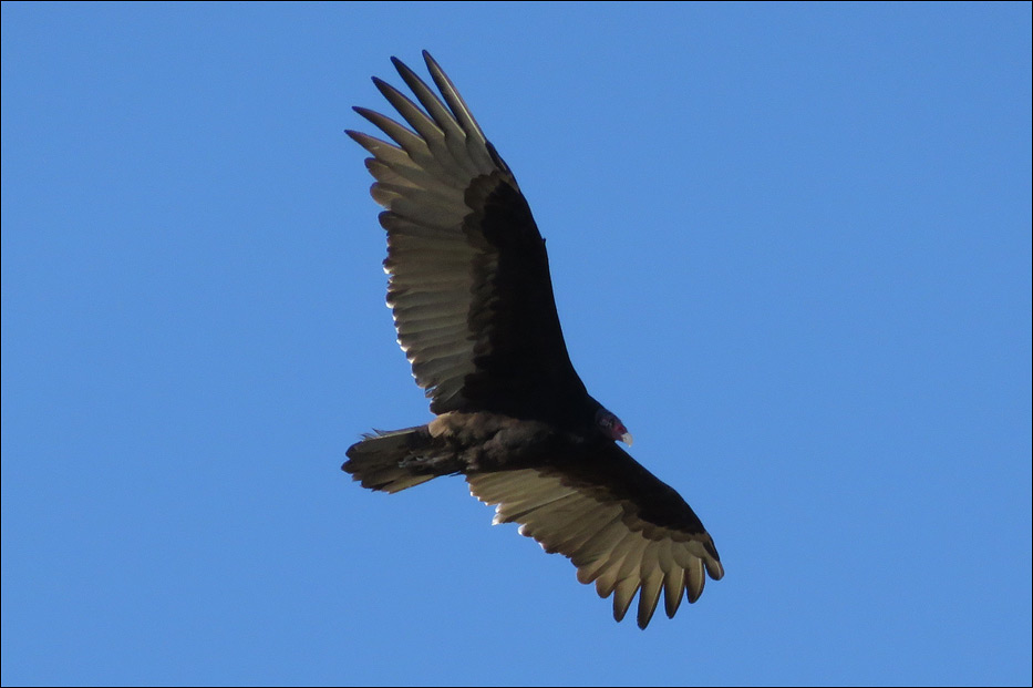 Big Bend National Park