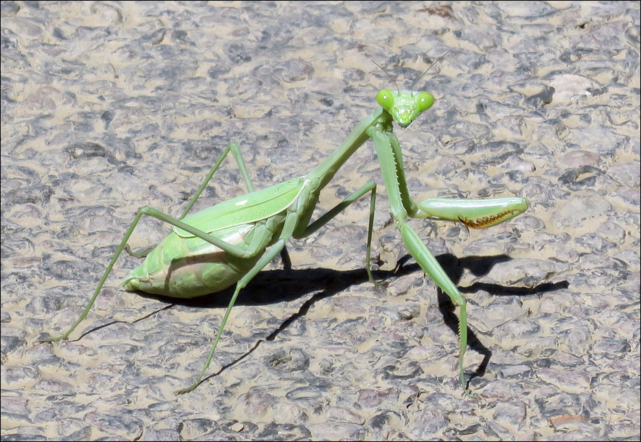 Big Bend National Park