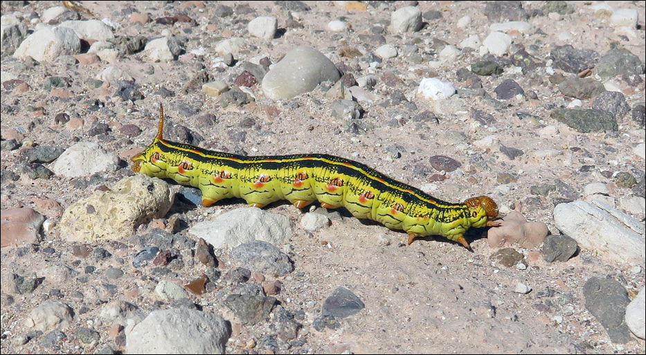 Big Bend National Park