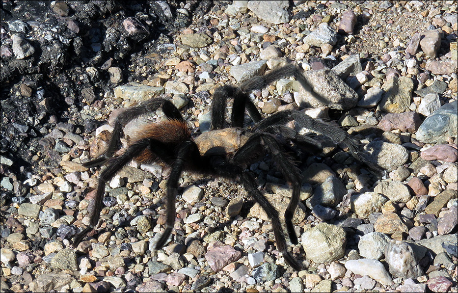 Big Bend National Park
