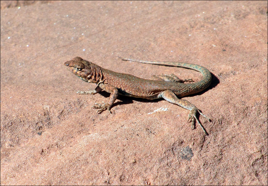 Lizard