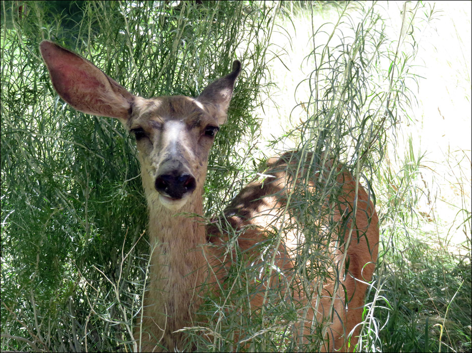 Capital Reef National Park