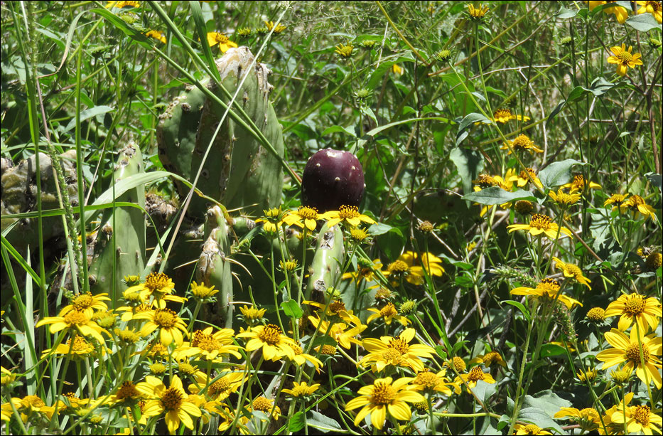Carlsbad Caverns National Park