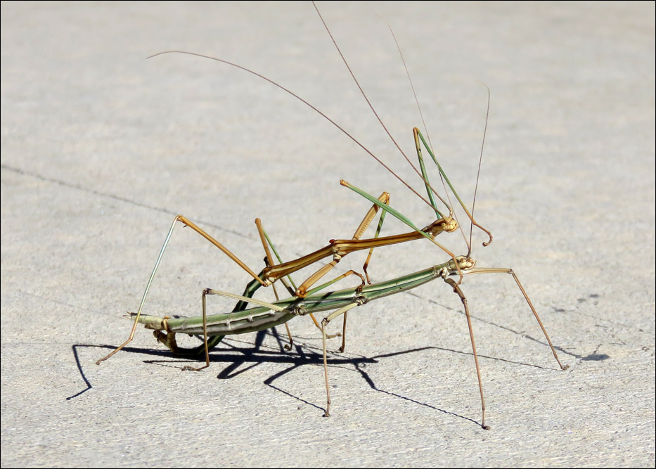 Carlsbad Caverns National Park