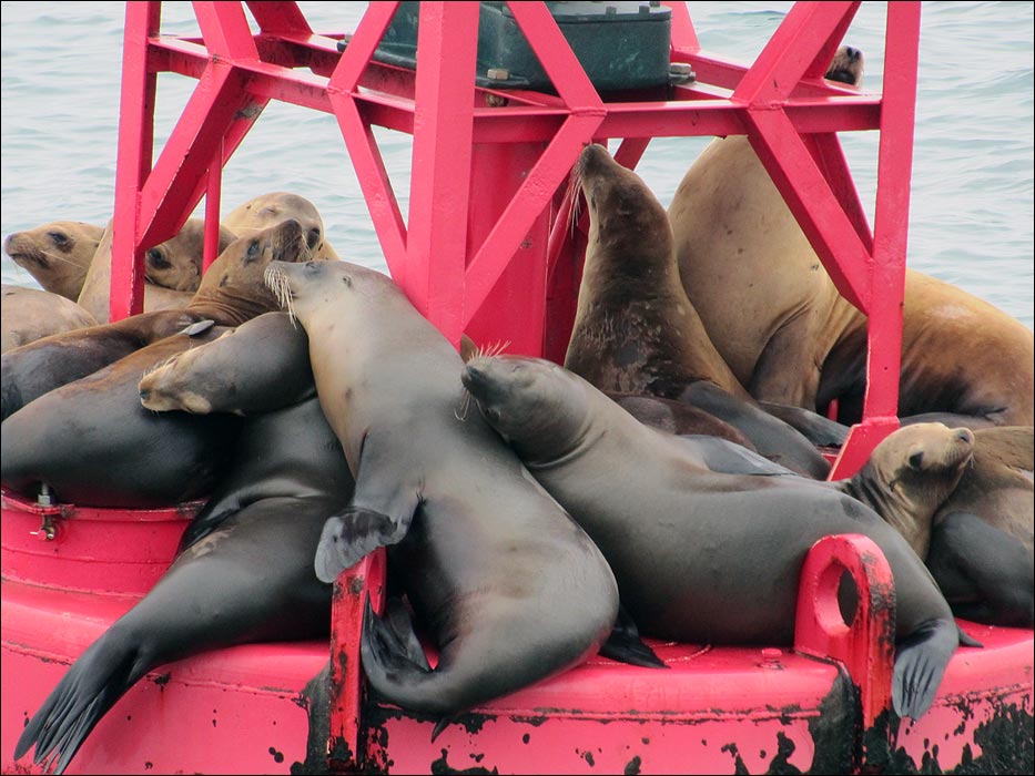 Sea Lions