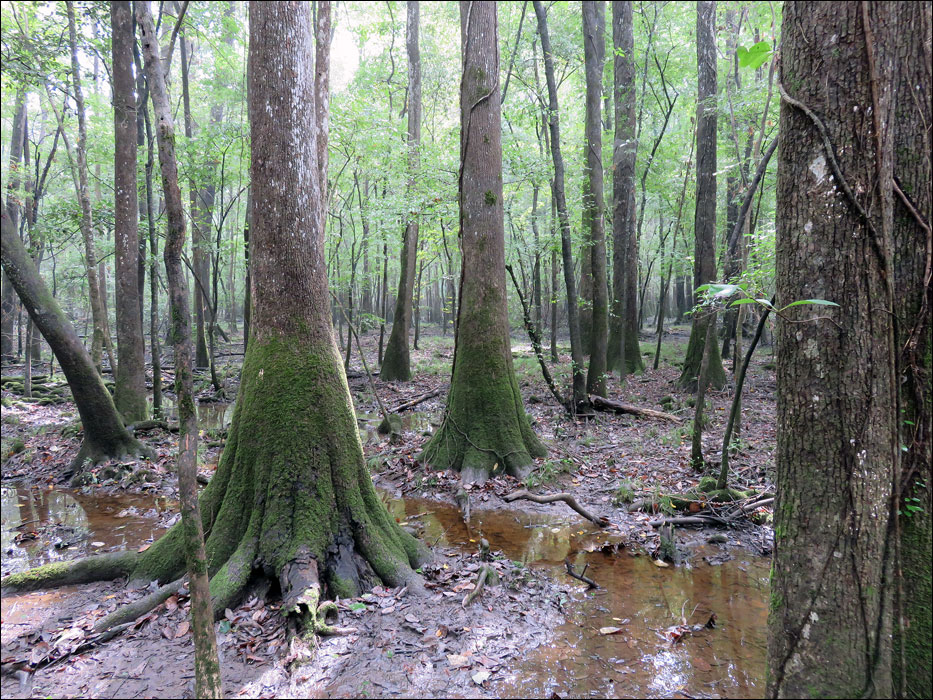 Congaree National Park