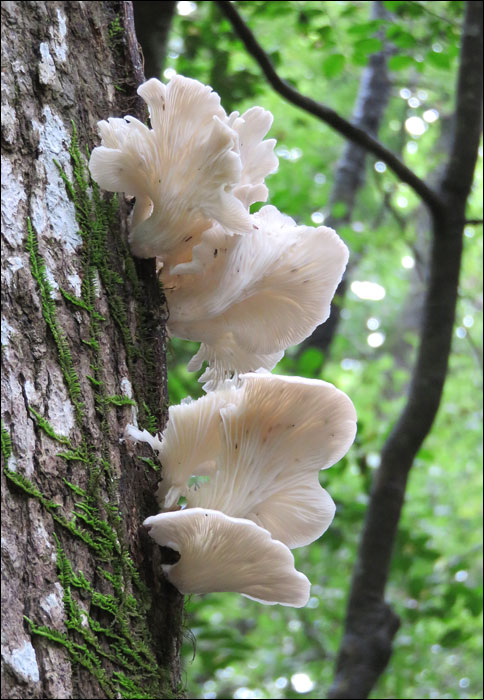 Congaree National Park