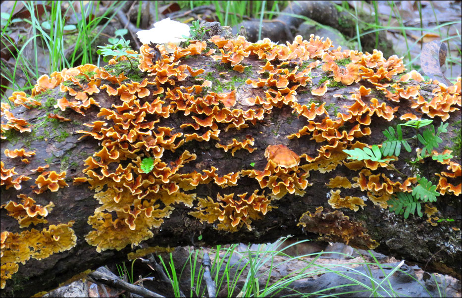 Congaree National Park