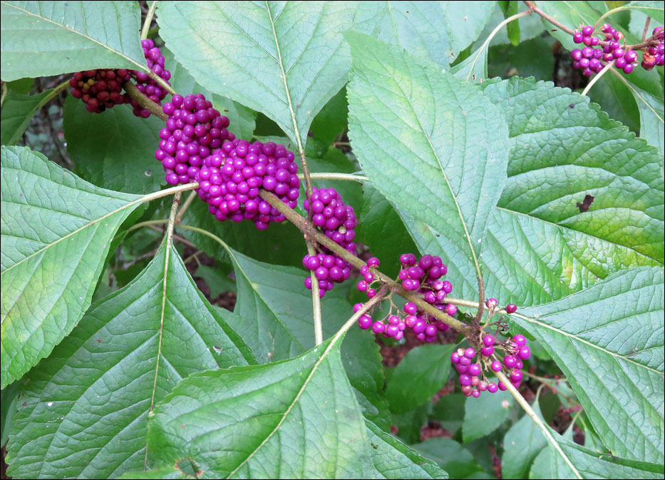 Congaree National Park