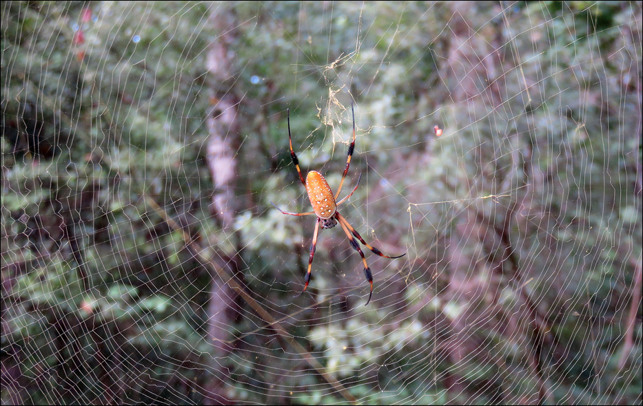 Congaree National Park