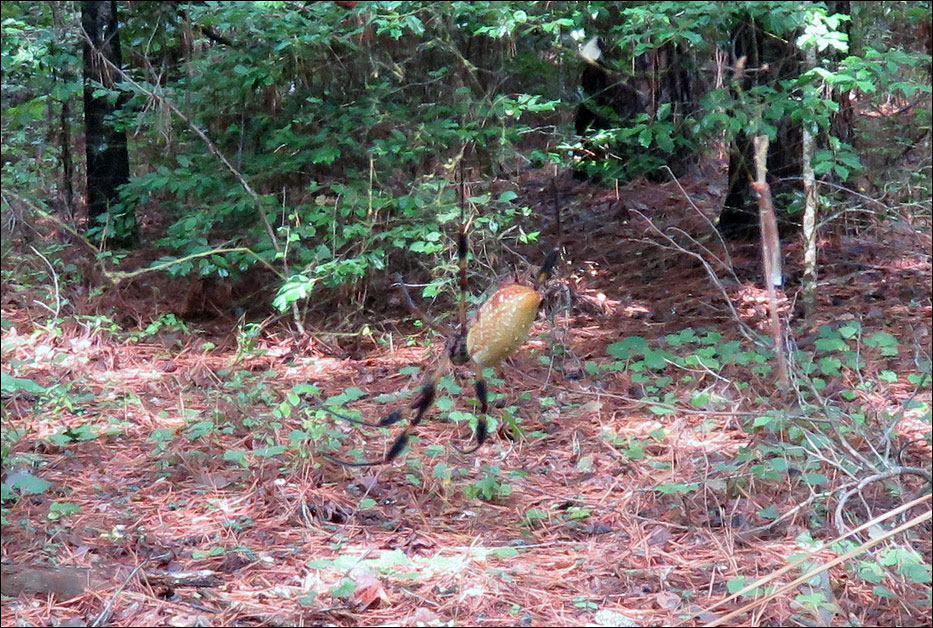 Congaree National Park