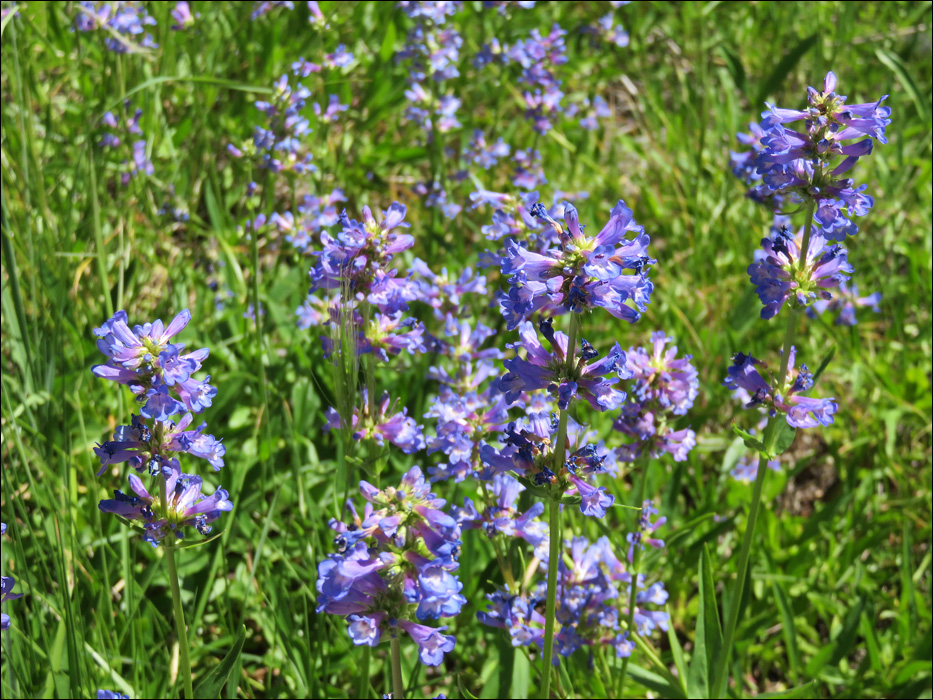 Crater Lake National Park