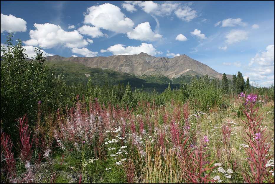 Denali National Park