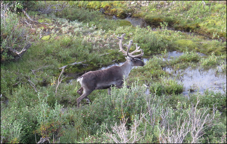 Denali National Park