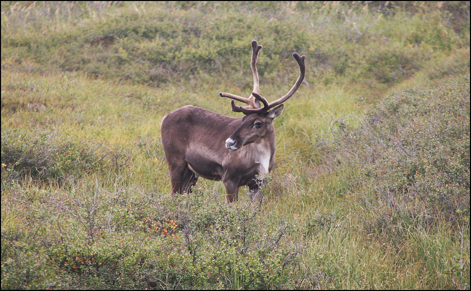 Denali National Park