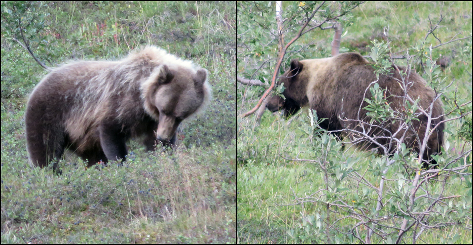 Denali National Park