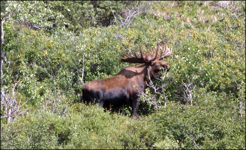 Denali National Park