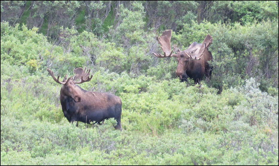 Denali National Park