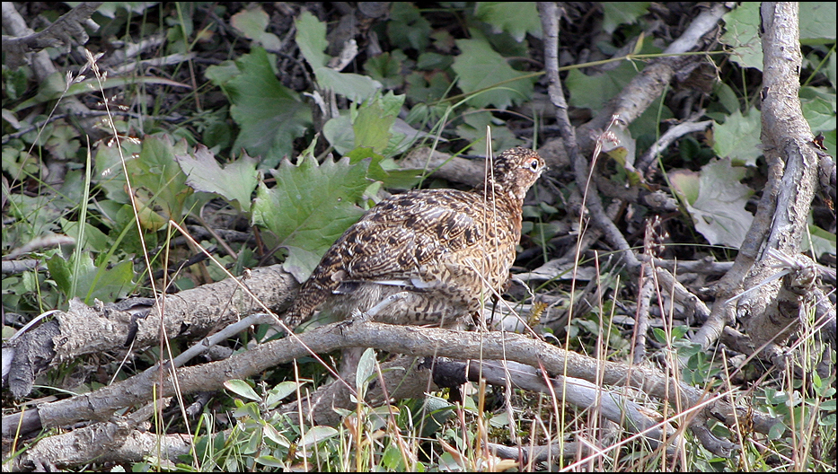 Denali National Park