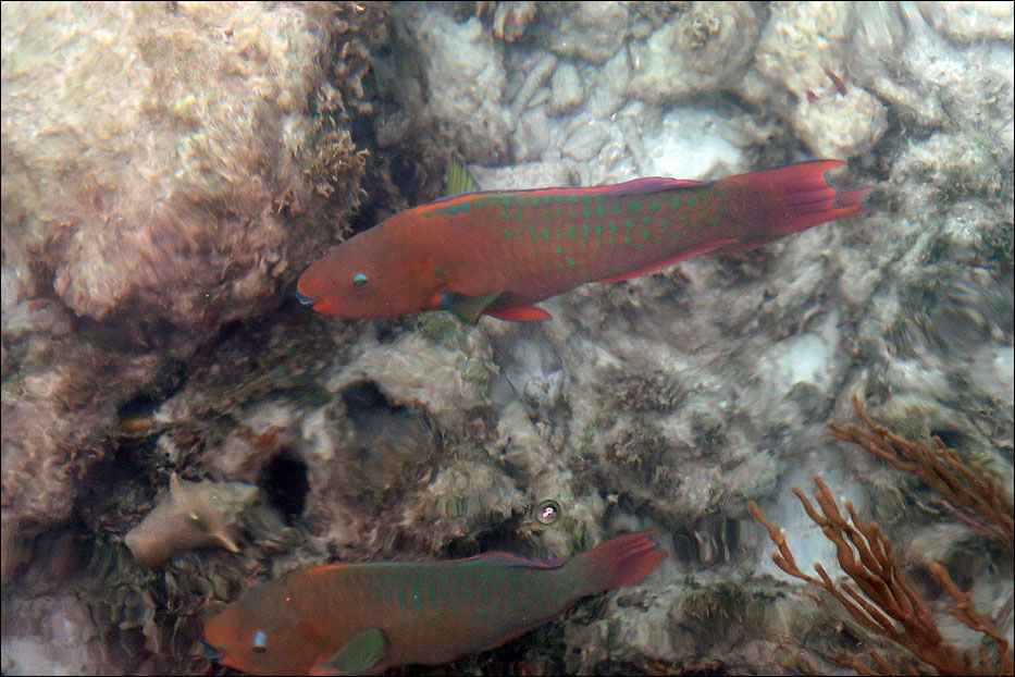 Dry Tortugas National Park