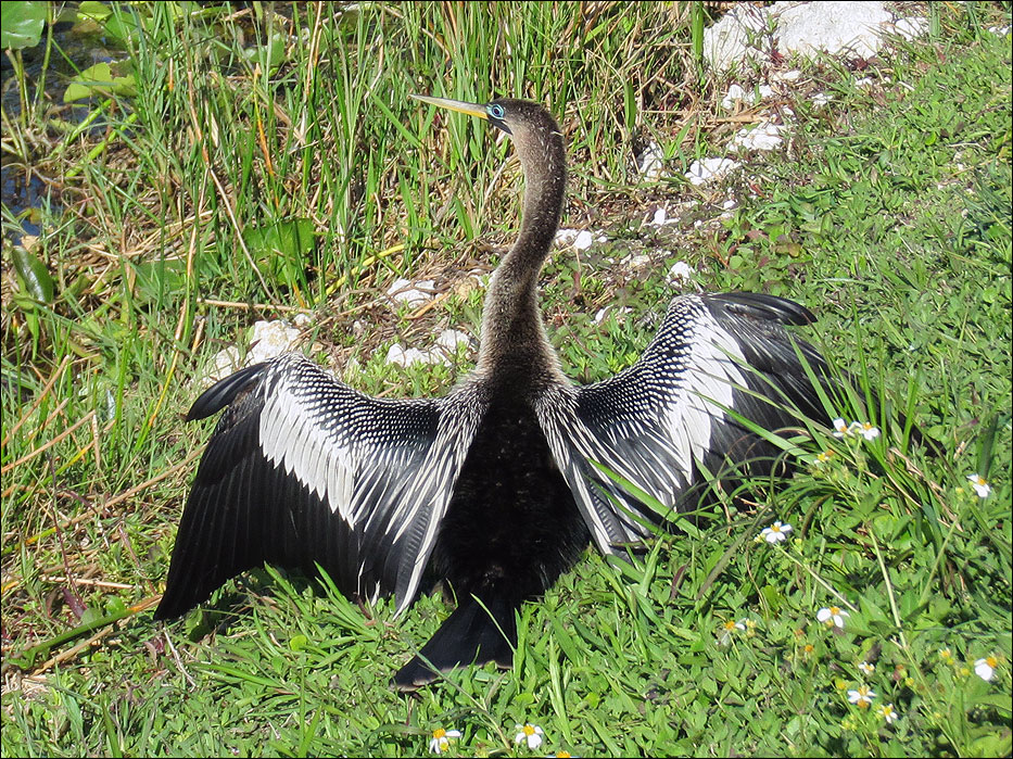 Anhinga