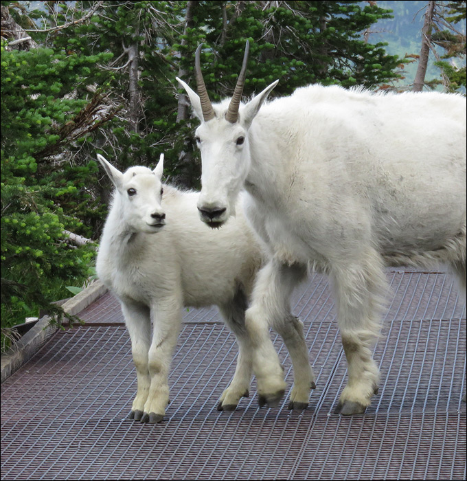 Glacier National Park