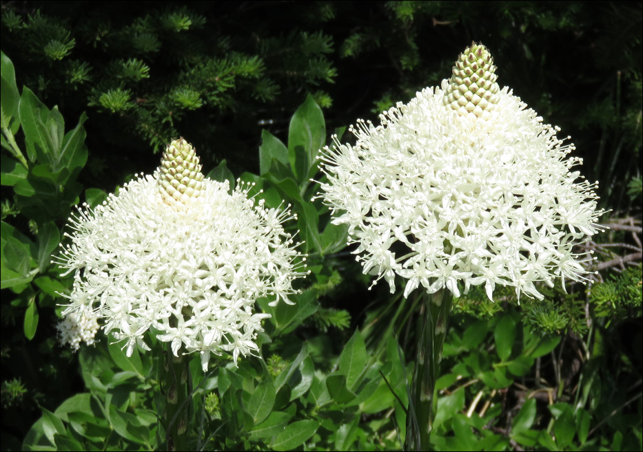 Glacier National Park
