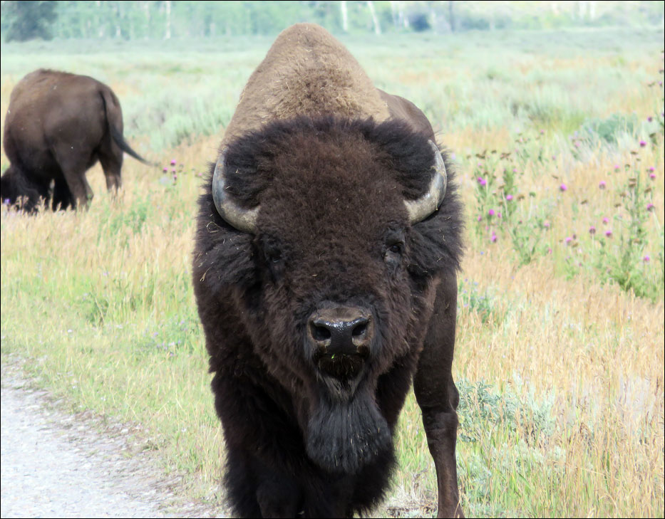 Grand Teton National Park