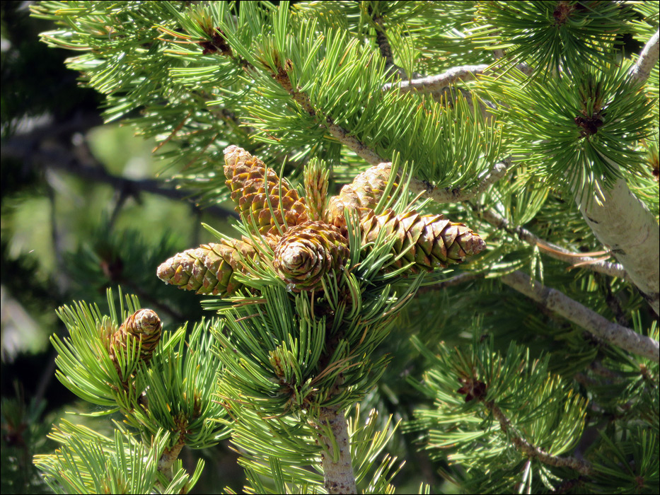 Great Basin National Park