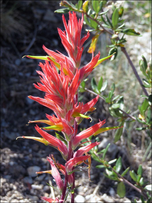 Great Basin National Park