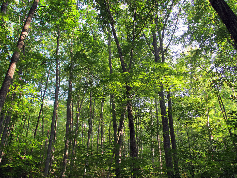 Great Smoky Mountains